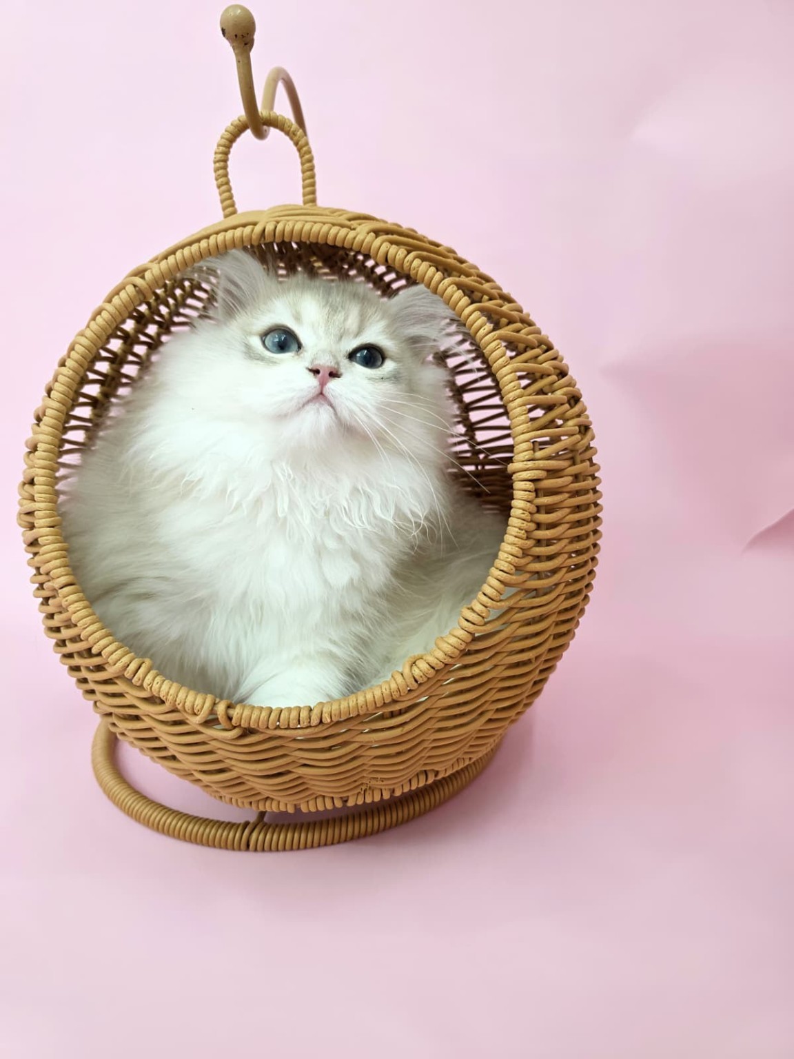 White British Longhair cat in a wicker basket