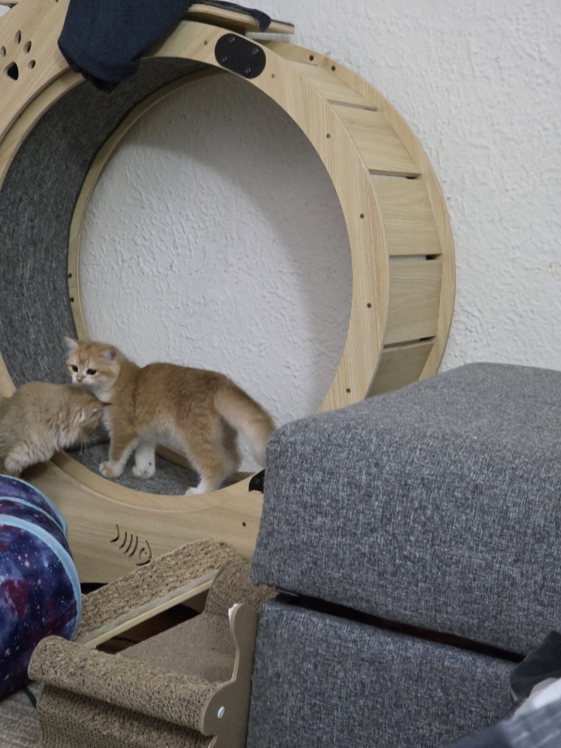 British kittens playing on a cat wheel