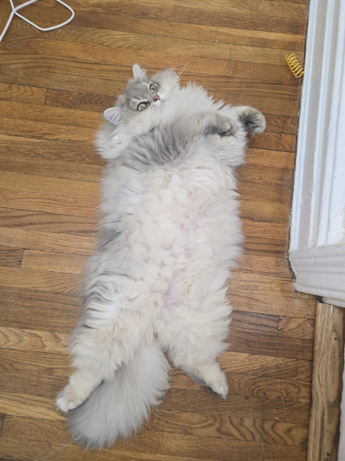 Silver British Longhair cat relaxing