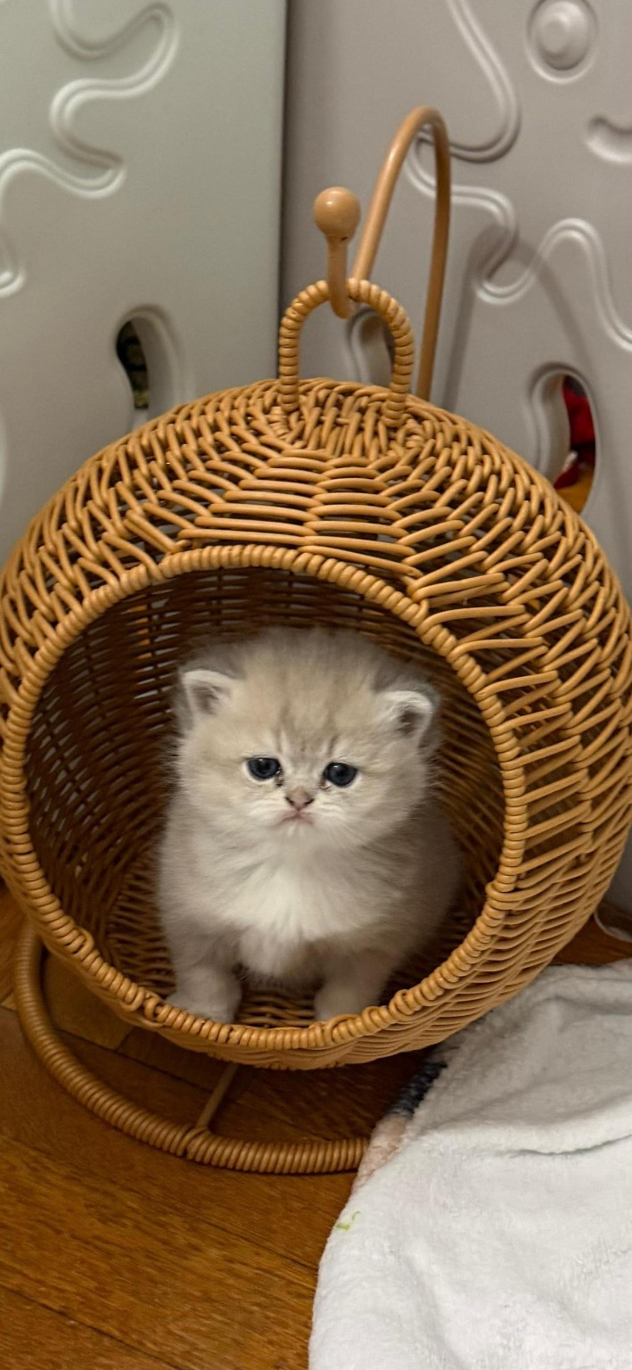 British kitten sitting in a wicker basket