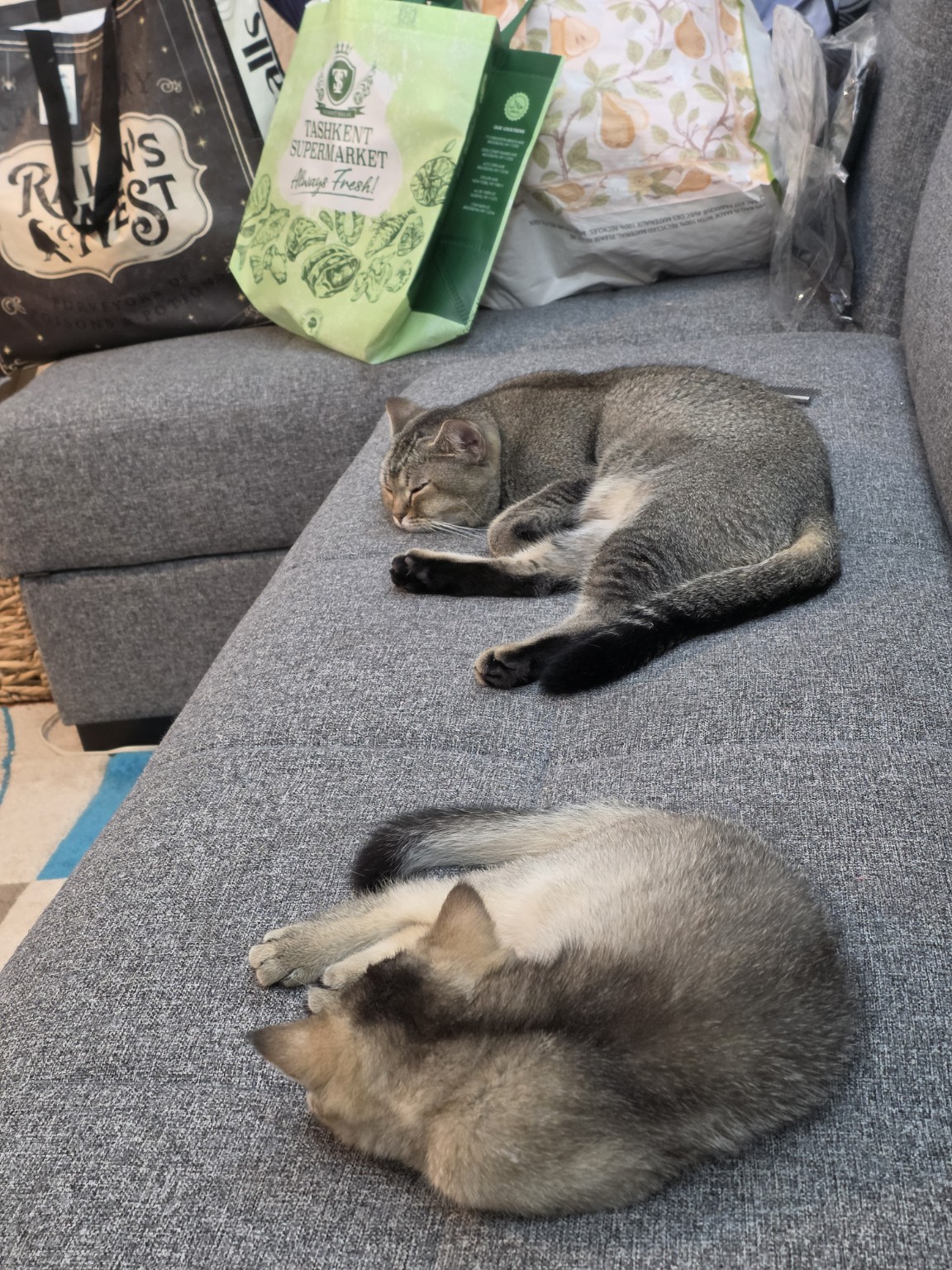 British cats resting together at home