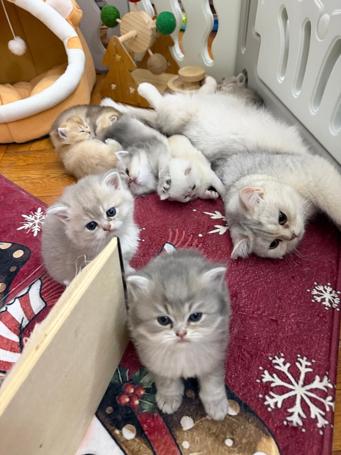 British kittens with their mother