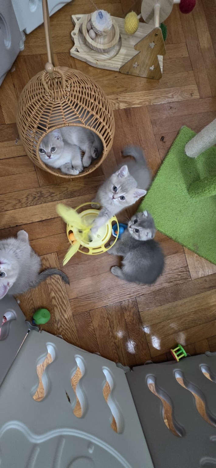 British kittens playing together