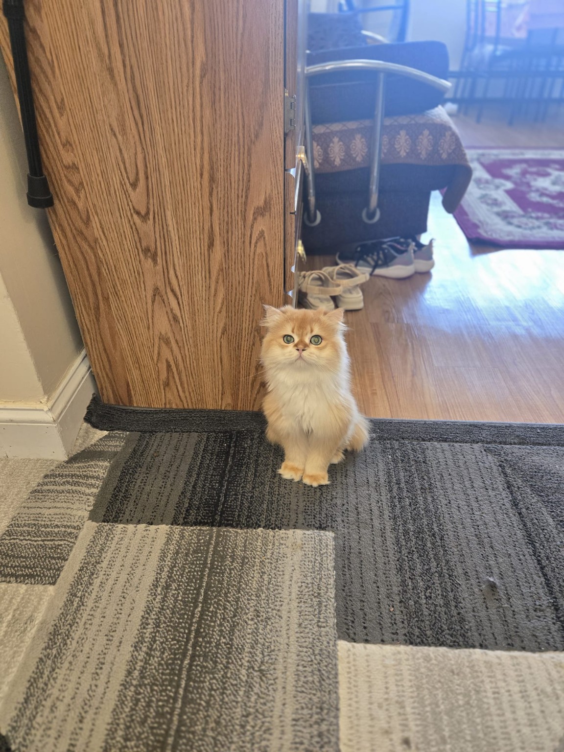 Golden British Longhair cat portrait