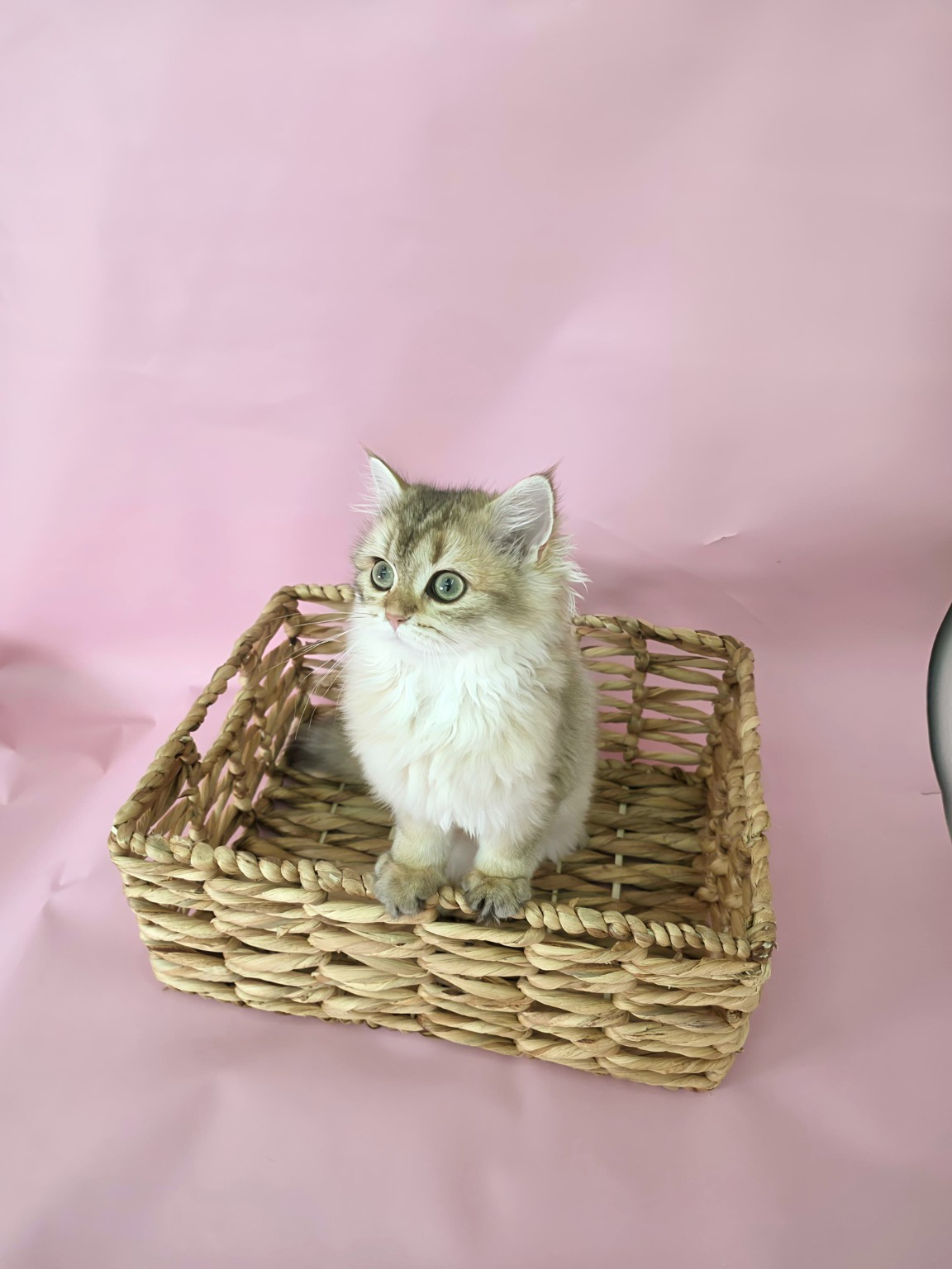 Golden British Longhair kitten in a basket