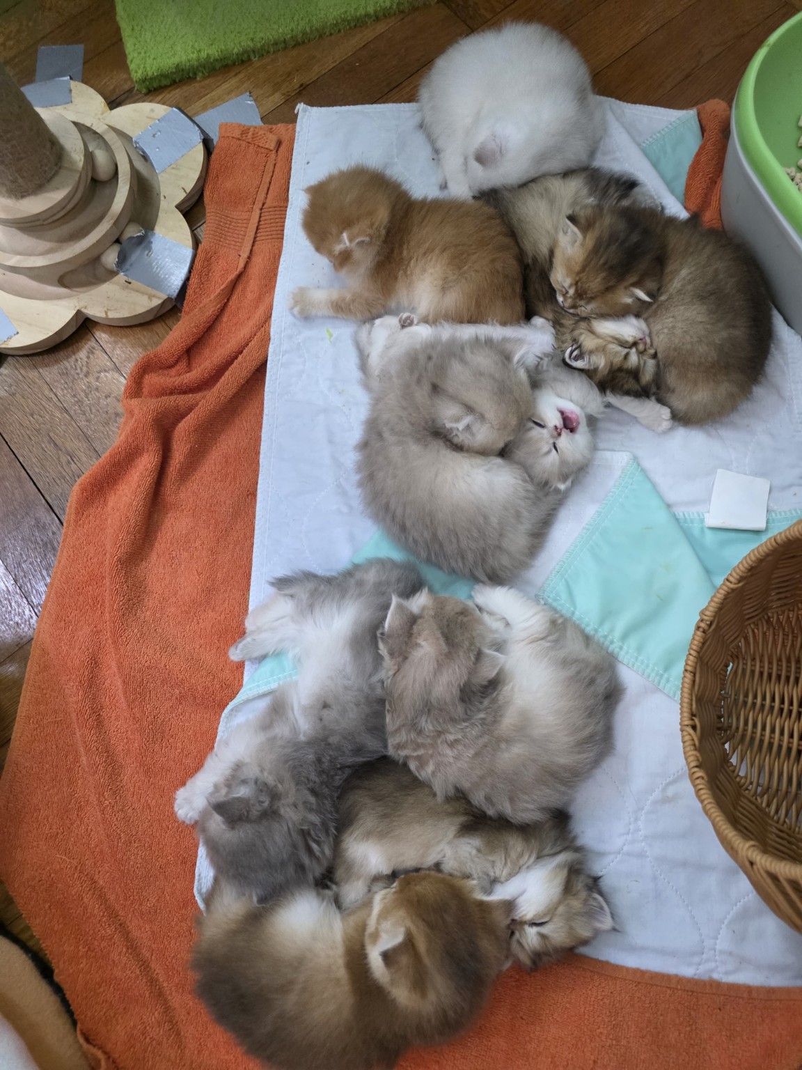 A litter of British kittens resting