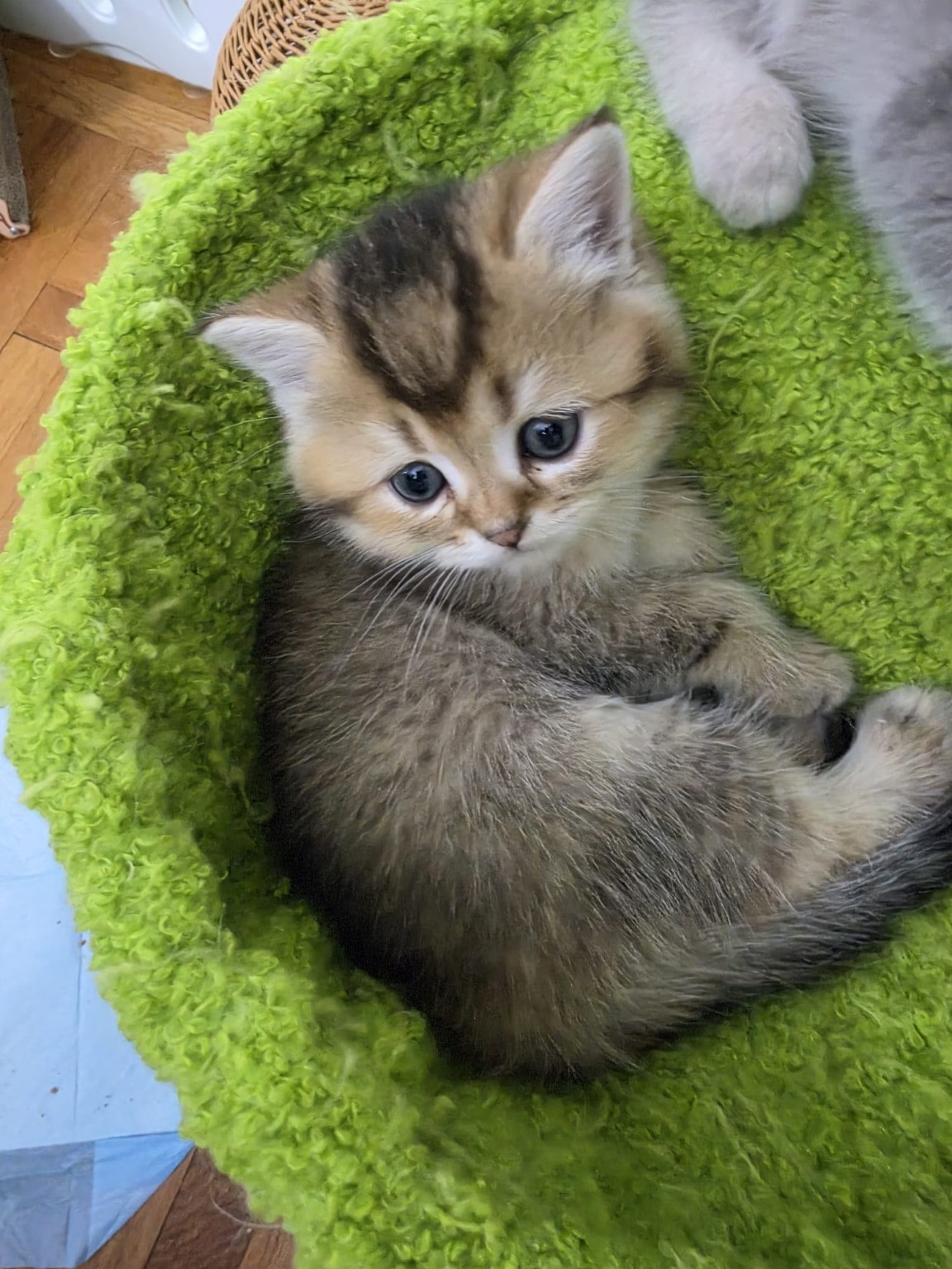 Golden British kitten resting