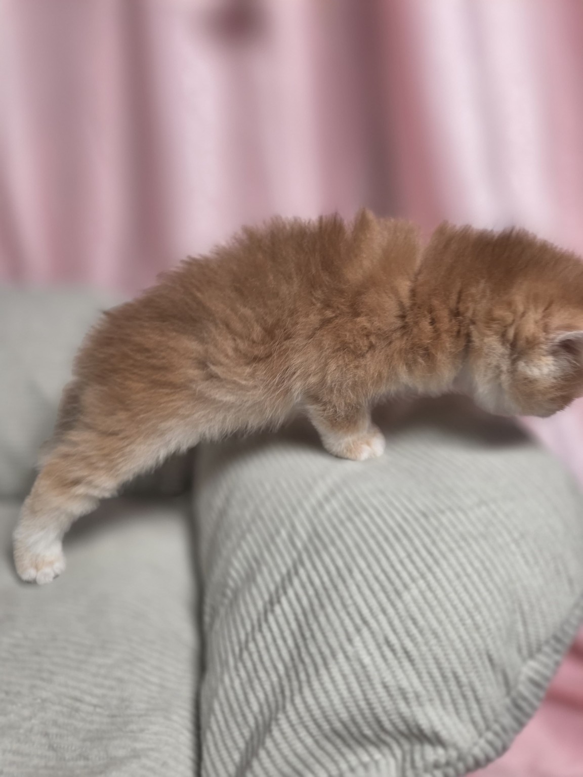 Golden British kitten exploring