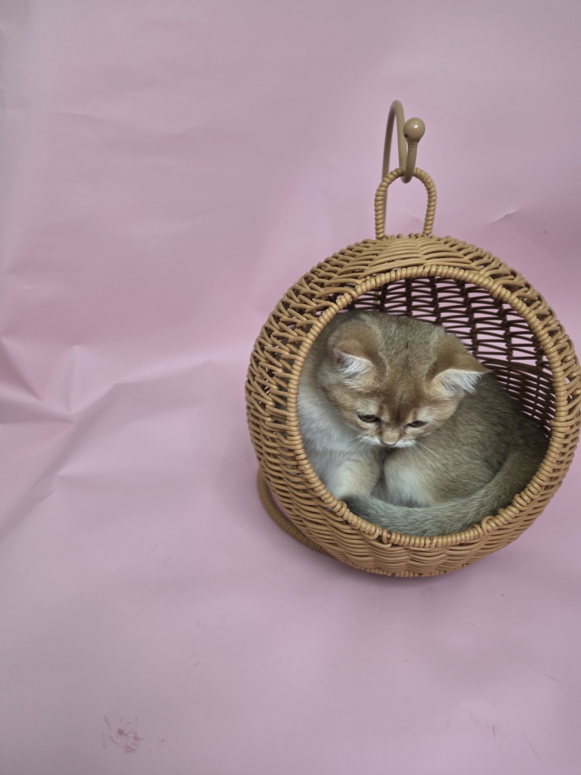 British kitten in a wicker basket