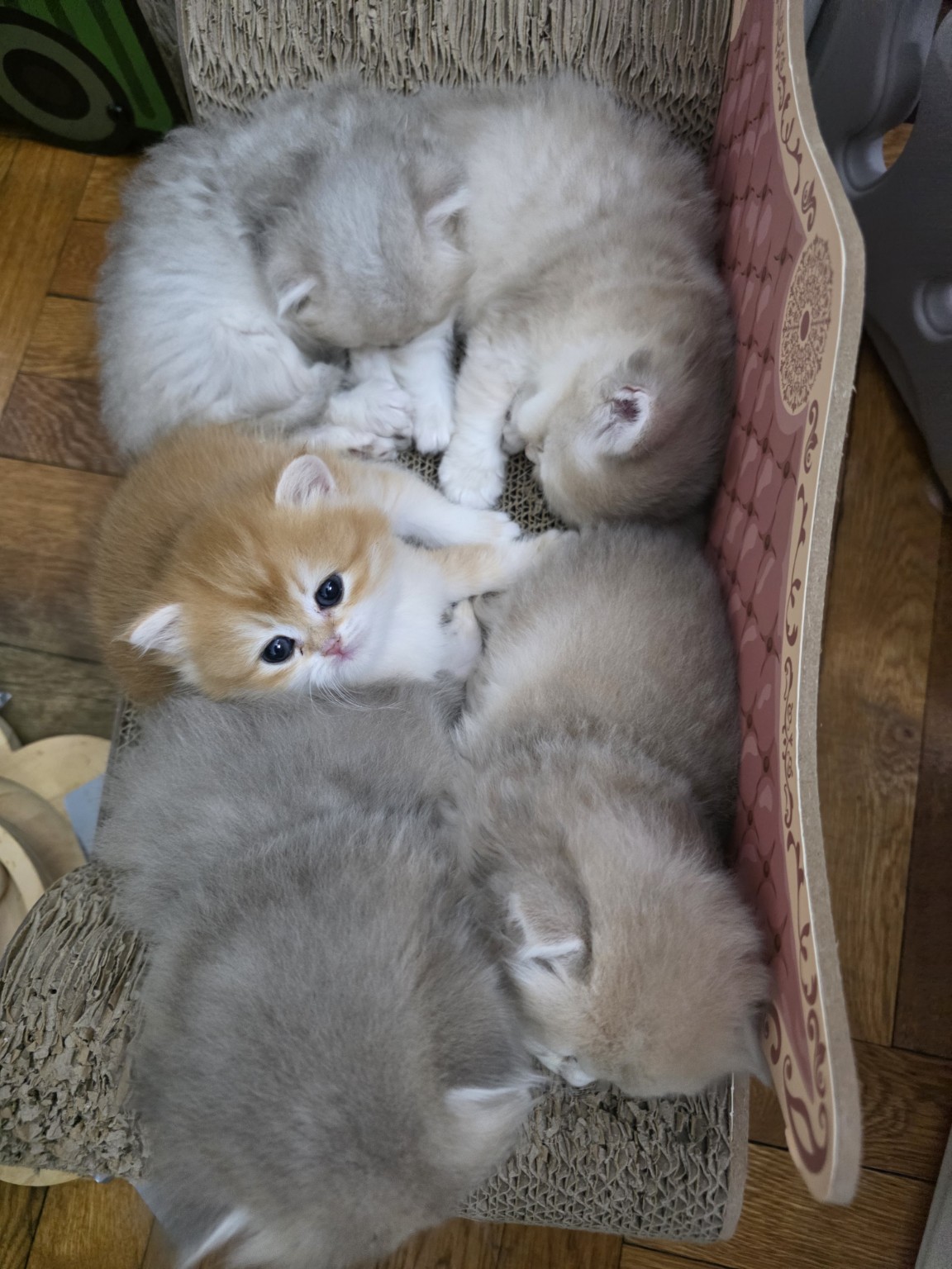 British kittens cuddling together