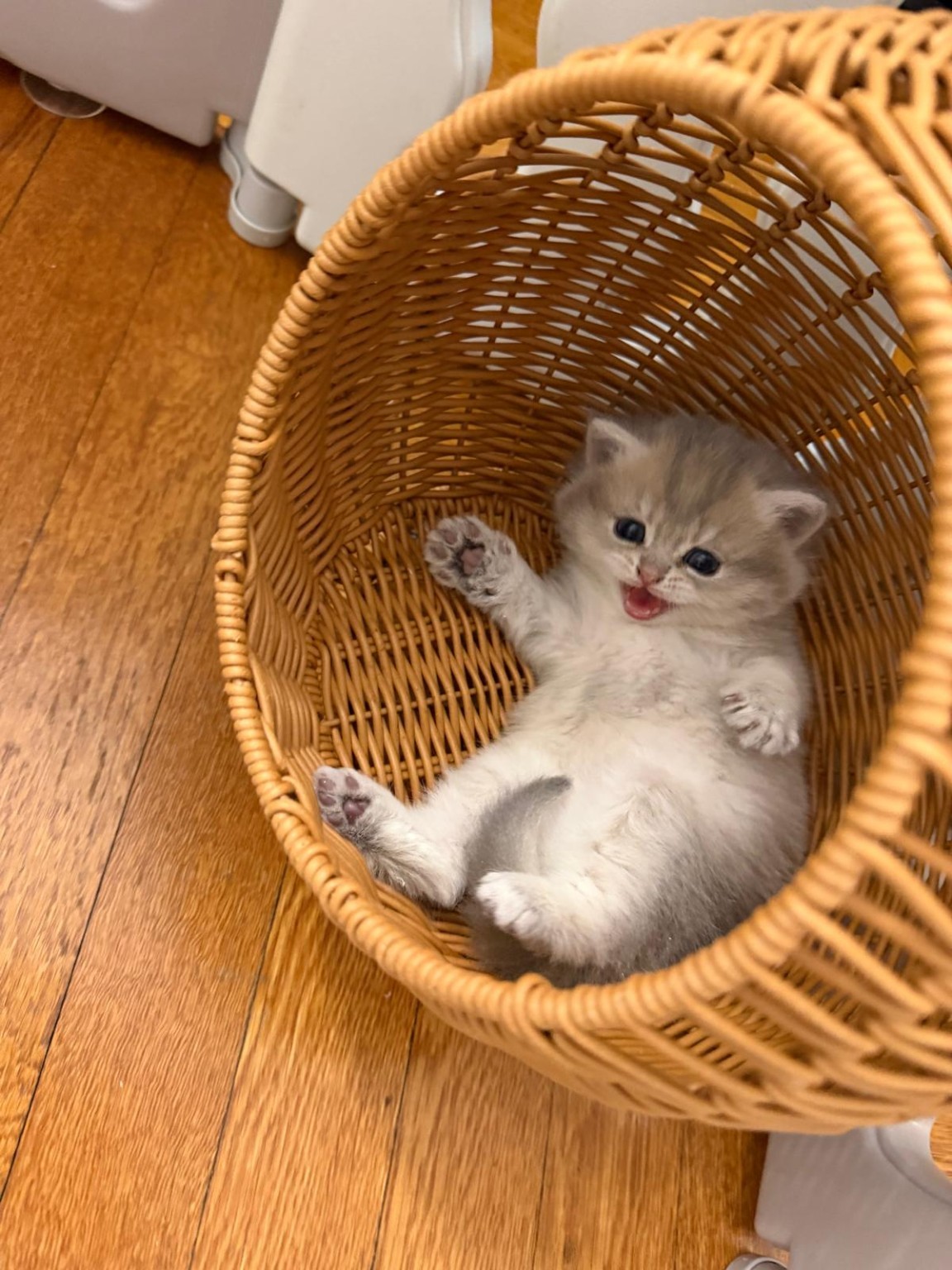 Playful British kitten in a basket