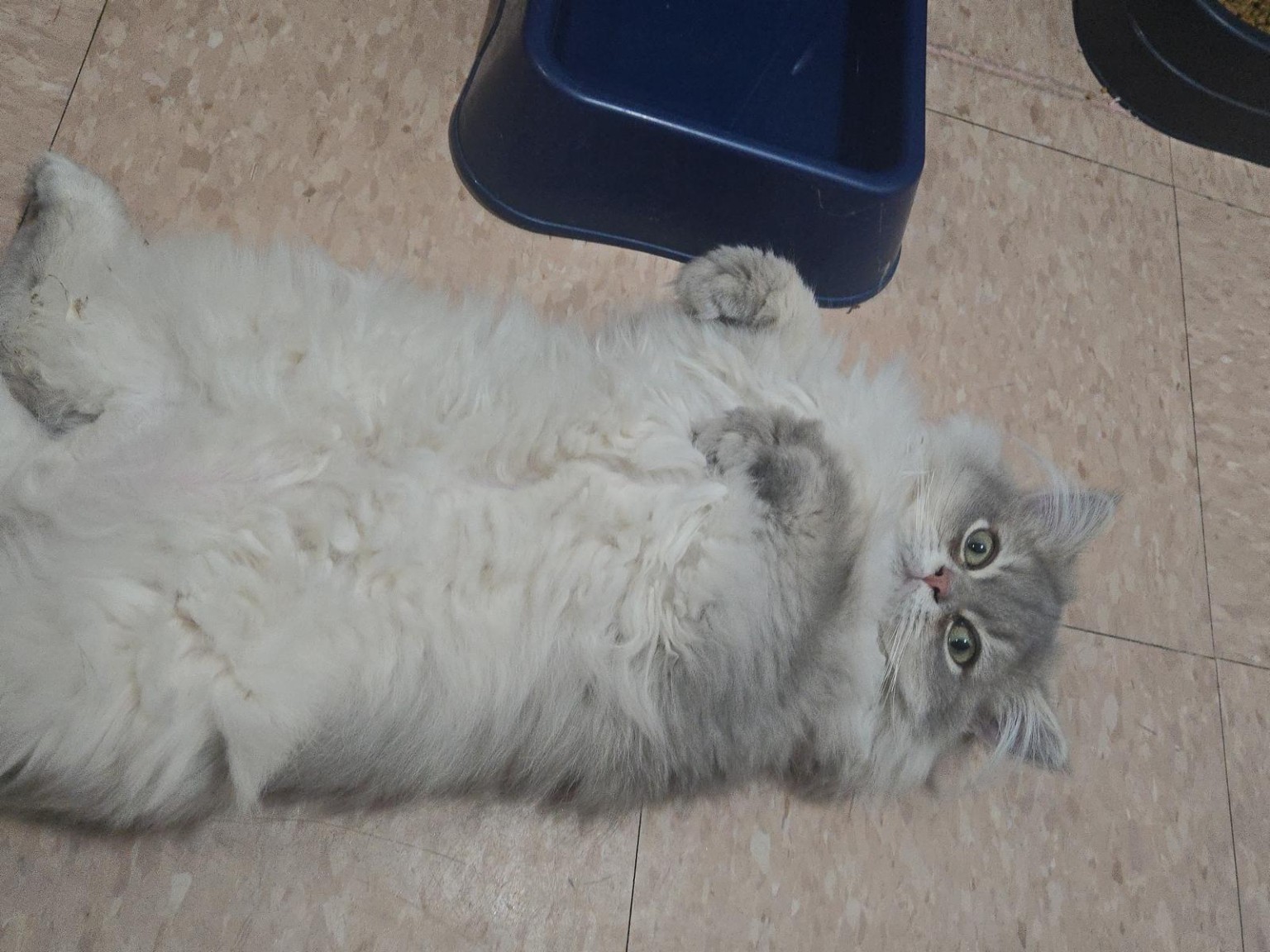 British Longhair cat relaxing