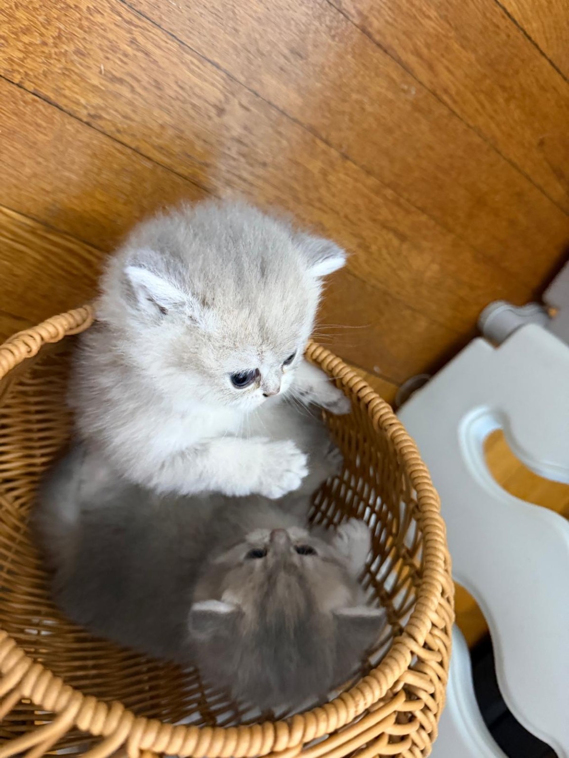 British kitten portrait