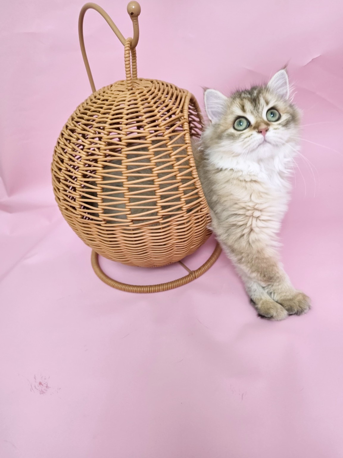 British kitten at home