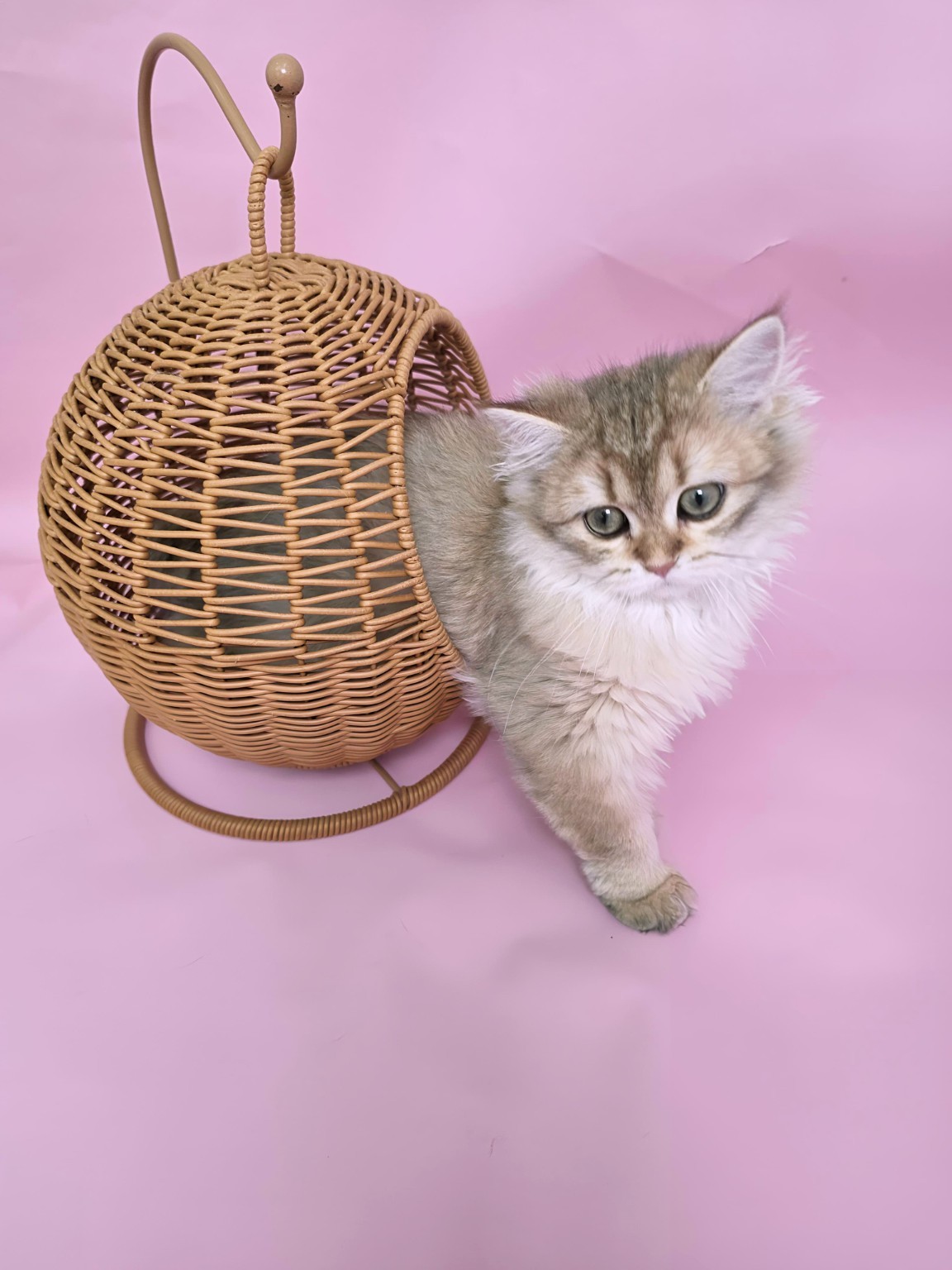 British kitten playing