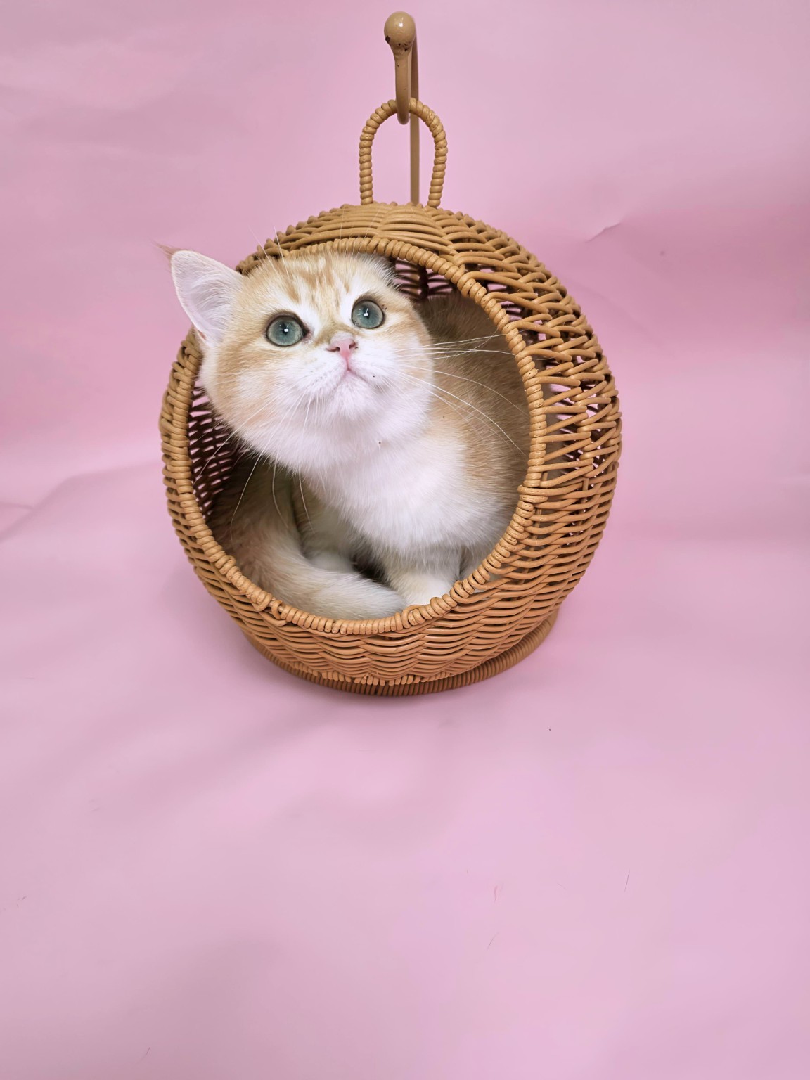 British kitten resting