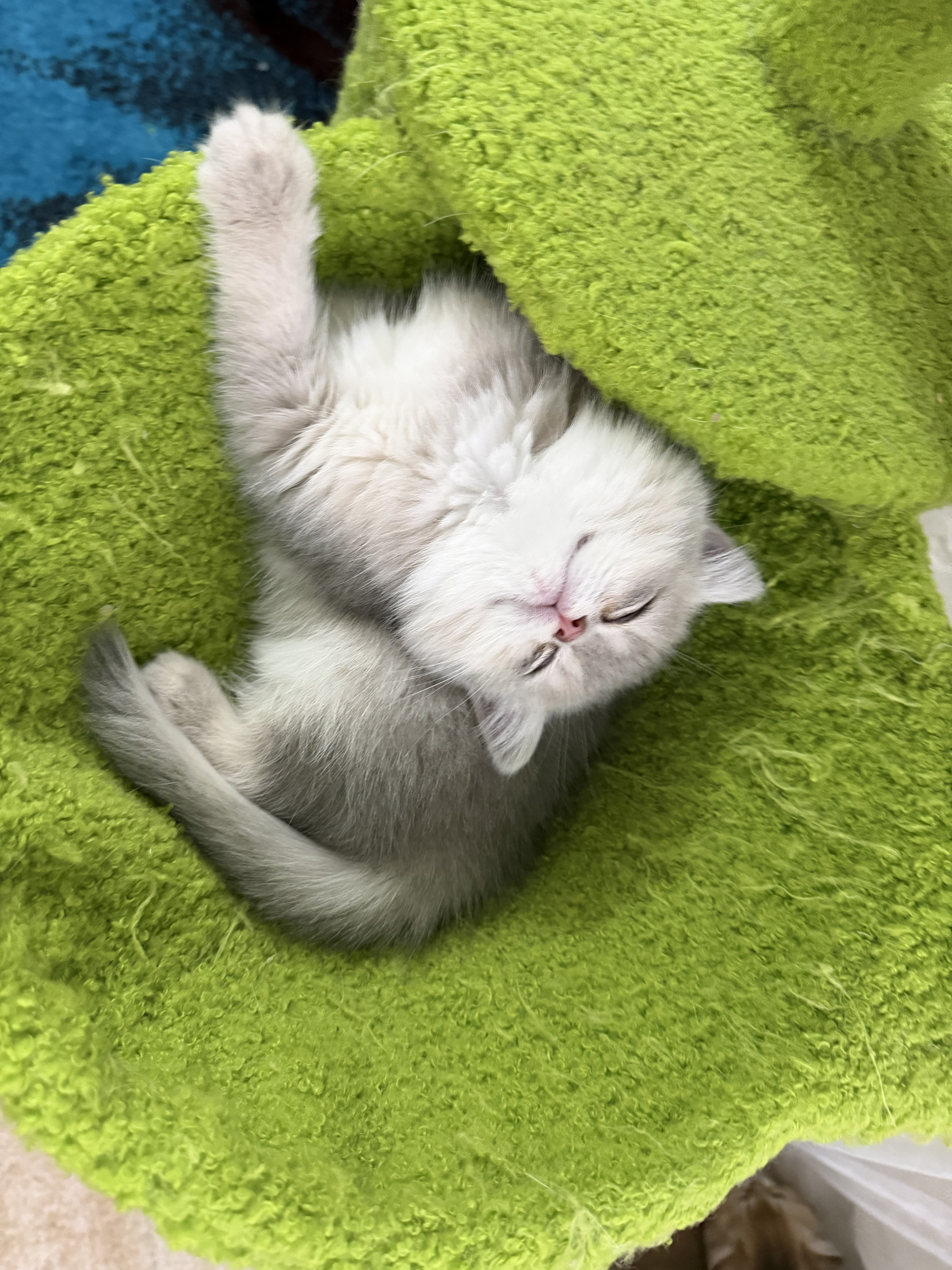 British kitten
