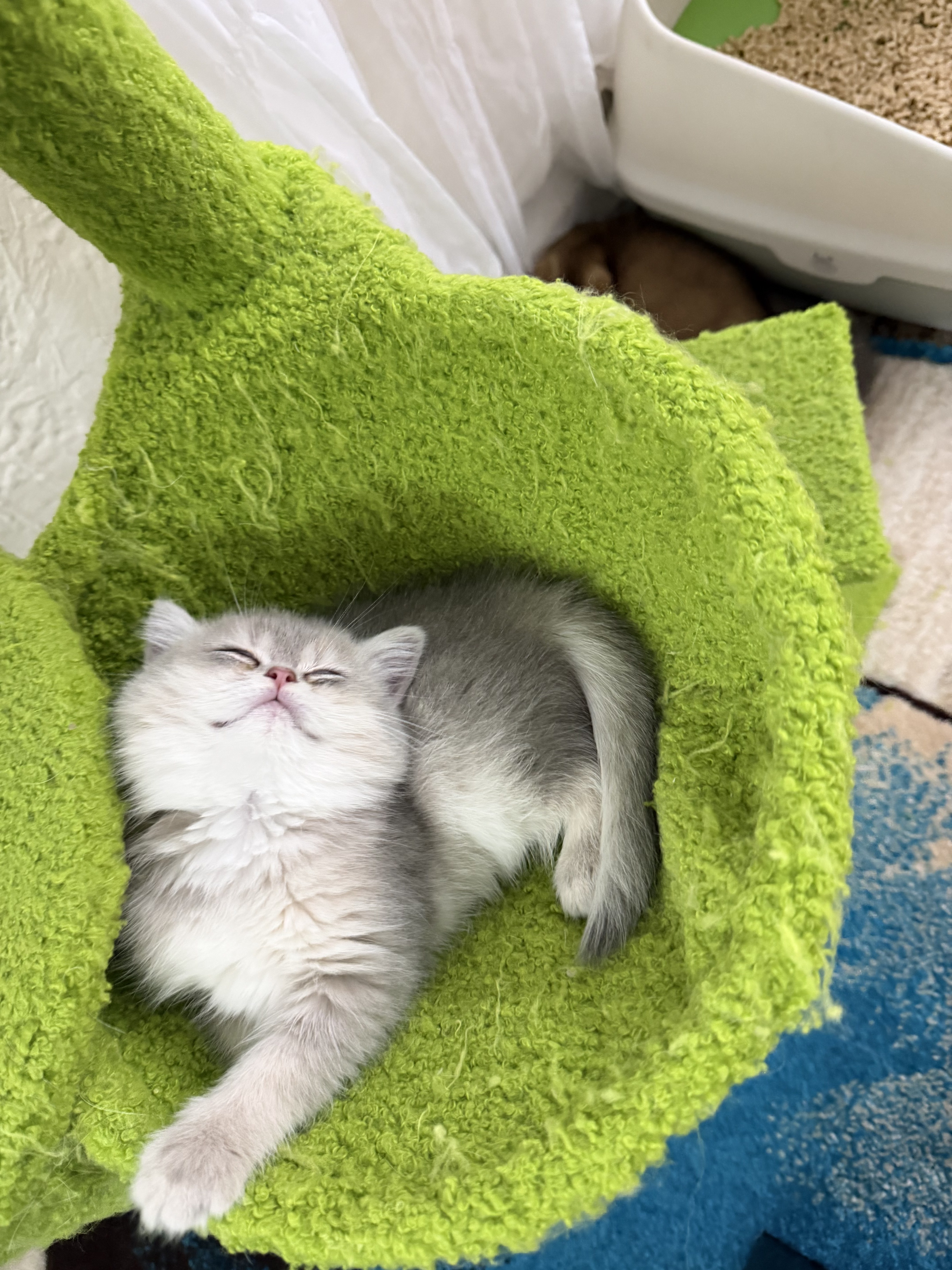 British kitten