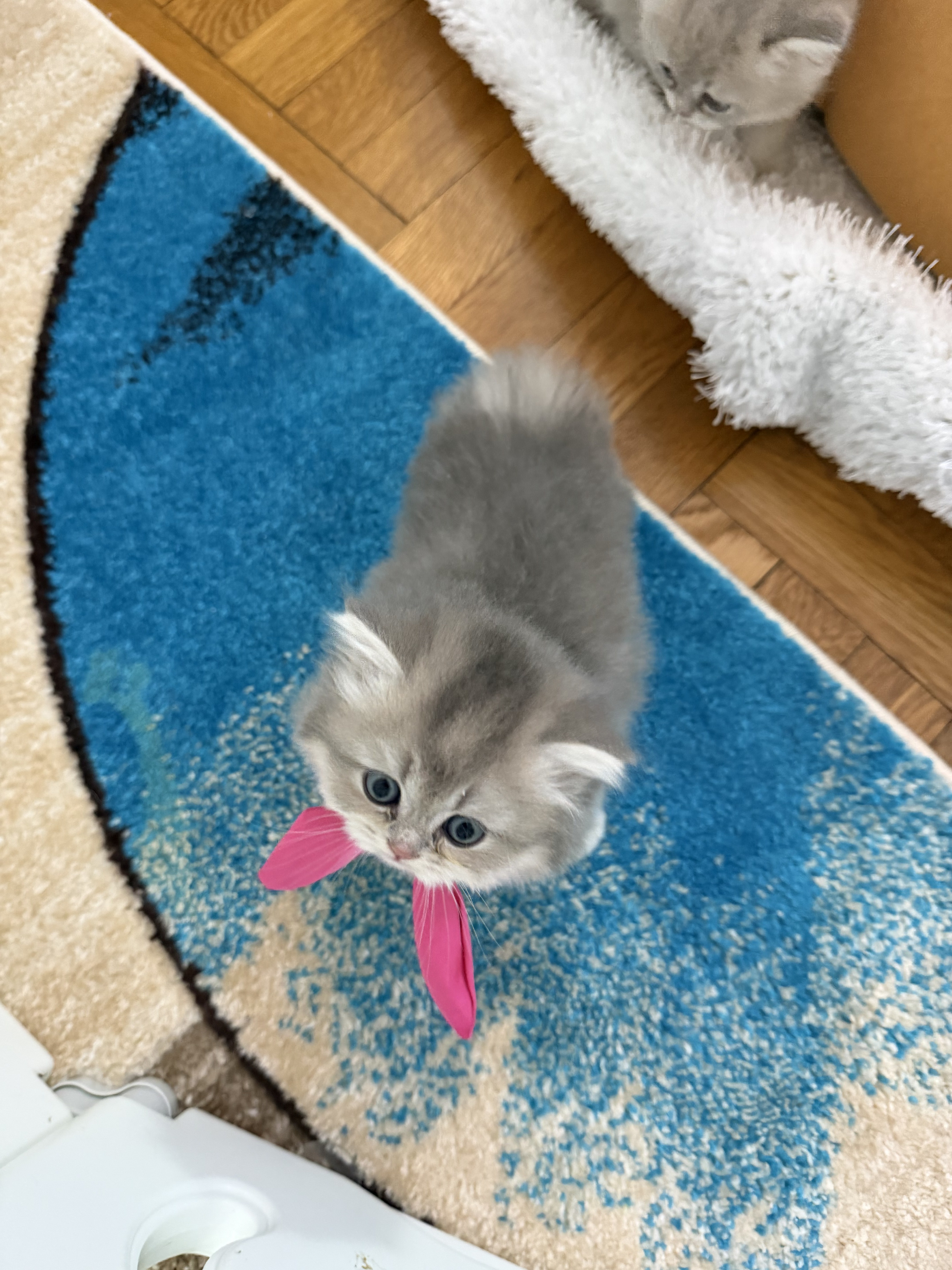 British kitten