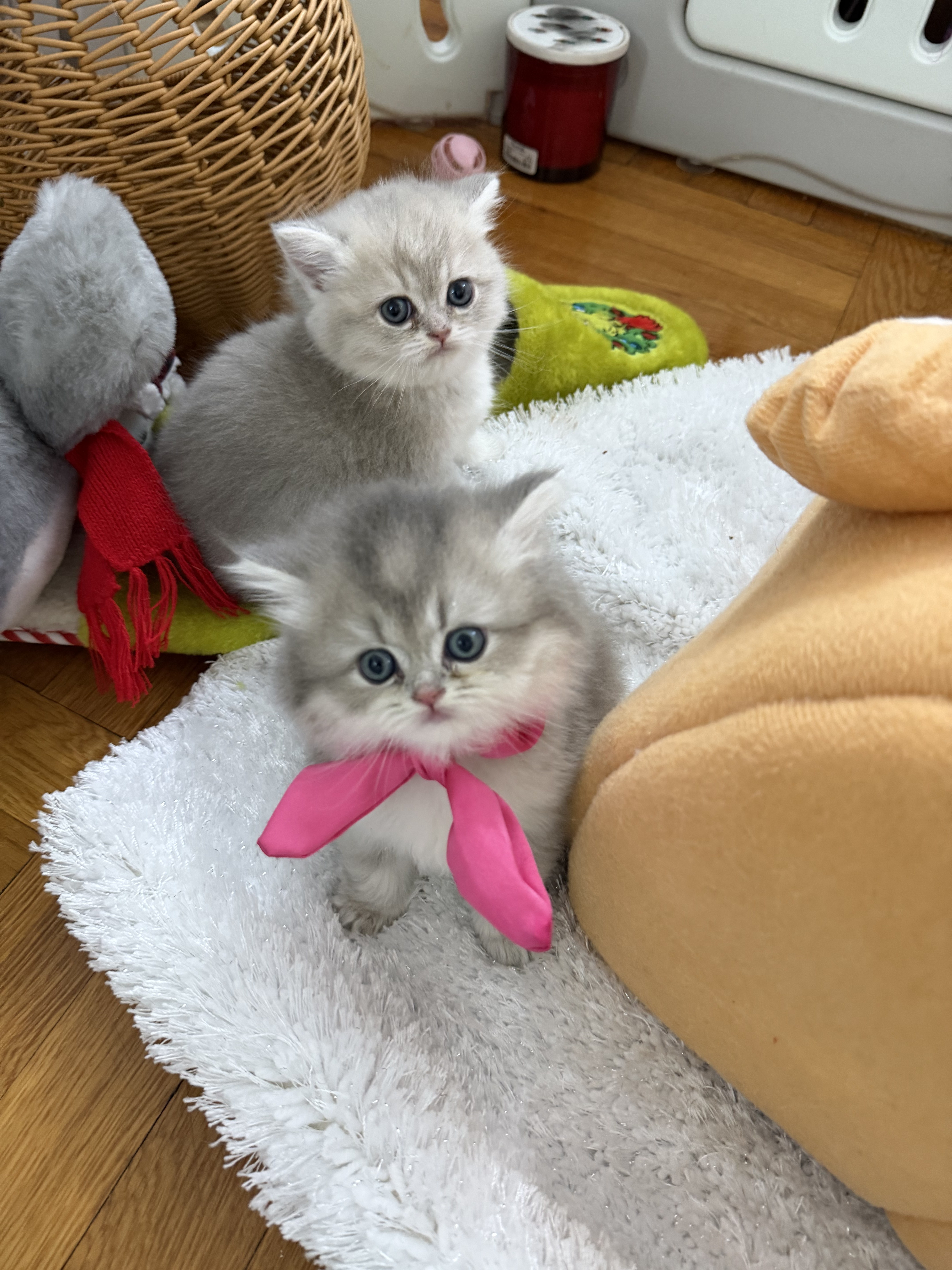 British kitten