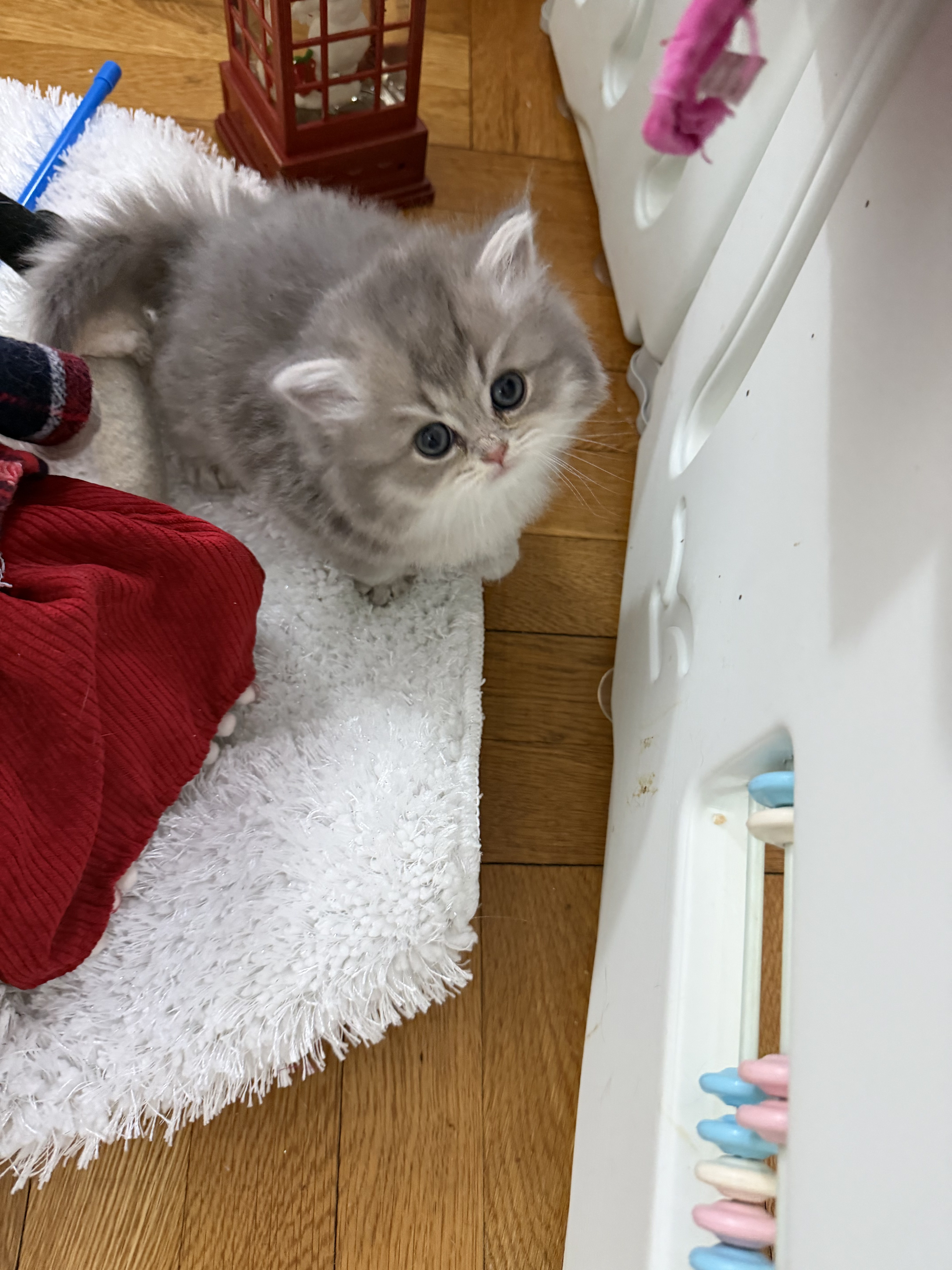 British kitten